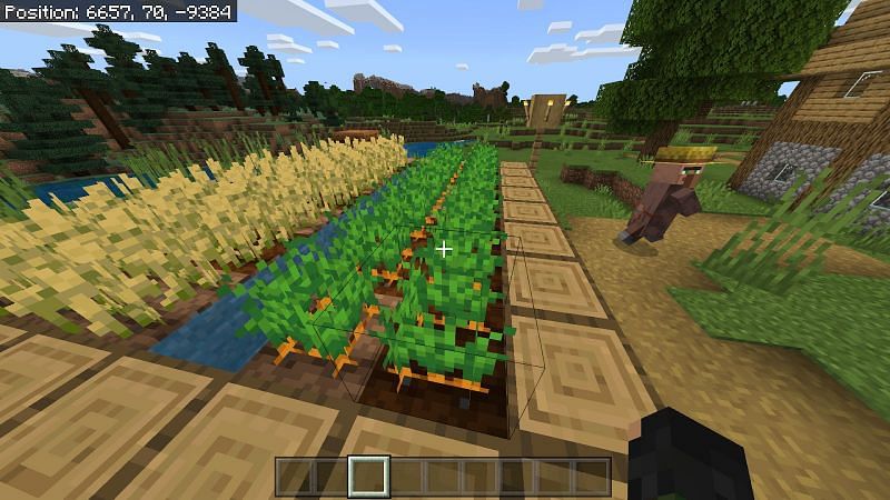 Carrots in Minecraft