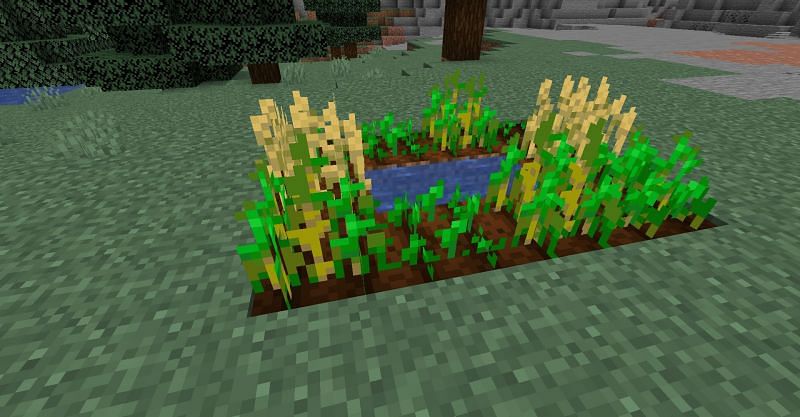 Wheat crops at various stages of growth in Minecraft. (Image via Minecraft)