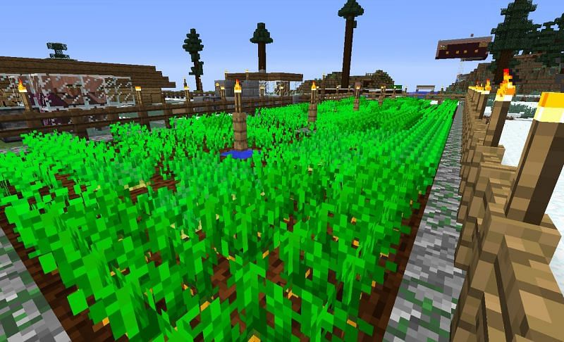 Potatoes and carrots crops in Minecraft (Image via gearcraft.us)