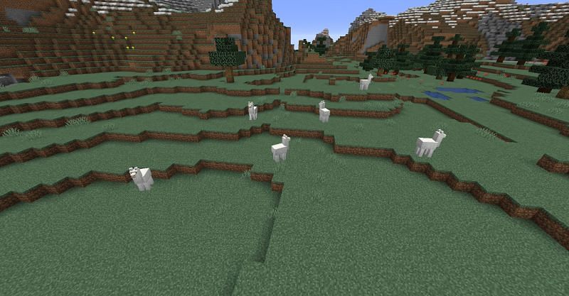Llamas in a mountain biome in Minecraft. (Image via Minecraft)