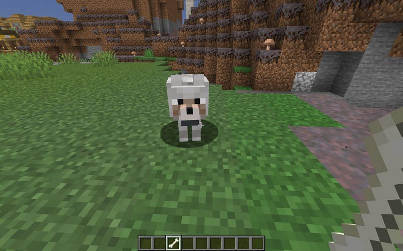 What do wolves eat in Minecraft?