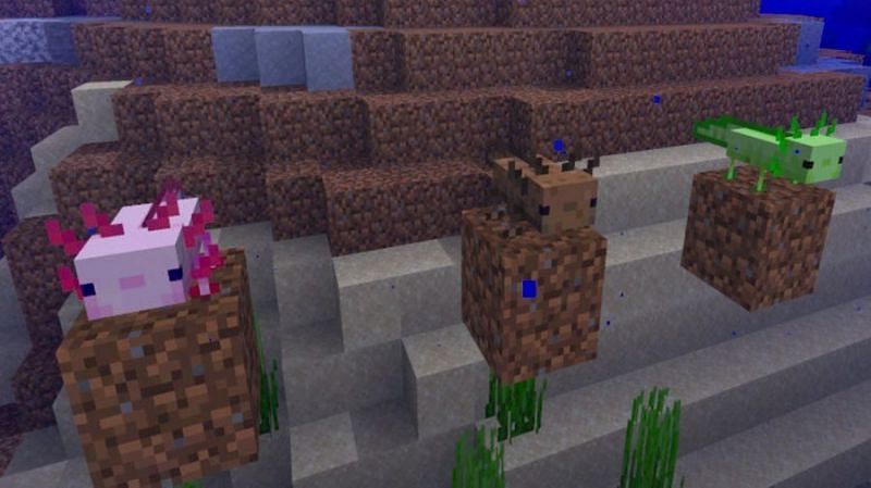 Breeding Axolotls in Minecraft