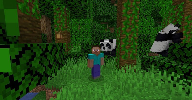 Steve near two pandas in Minecraft. (Image via Minecraft)