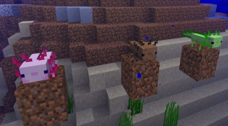 Lotsa Axolotls (Image via Minecraft)