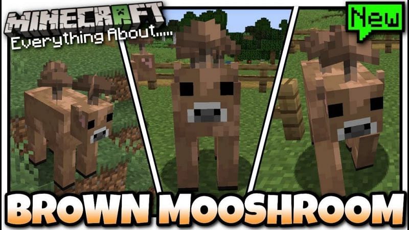 Minecraft's rare Brown Mooshroom Cow: All you need to know