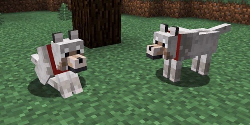 Wolves (Image via Minecraft)