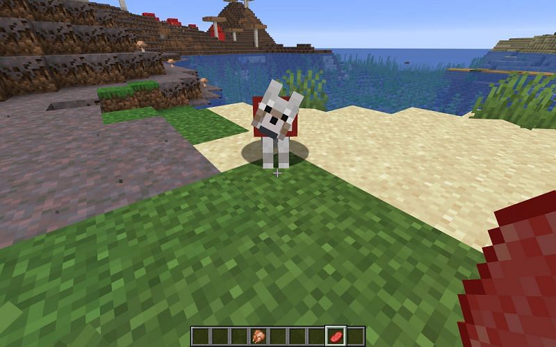 What do wolves eat in Minecraft?