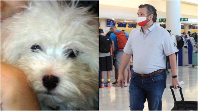 Ted Cruz&#039;s dog Snowflake has become a viral sensation.