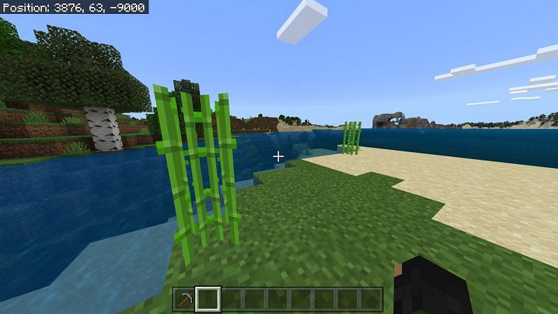 Sugarcane in Minecraft