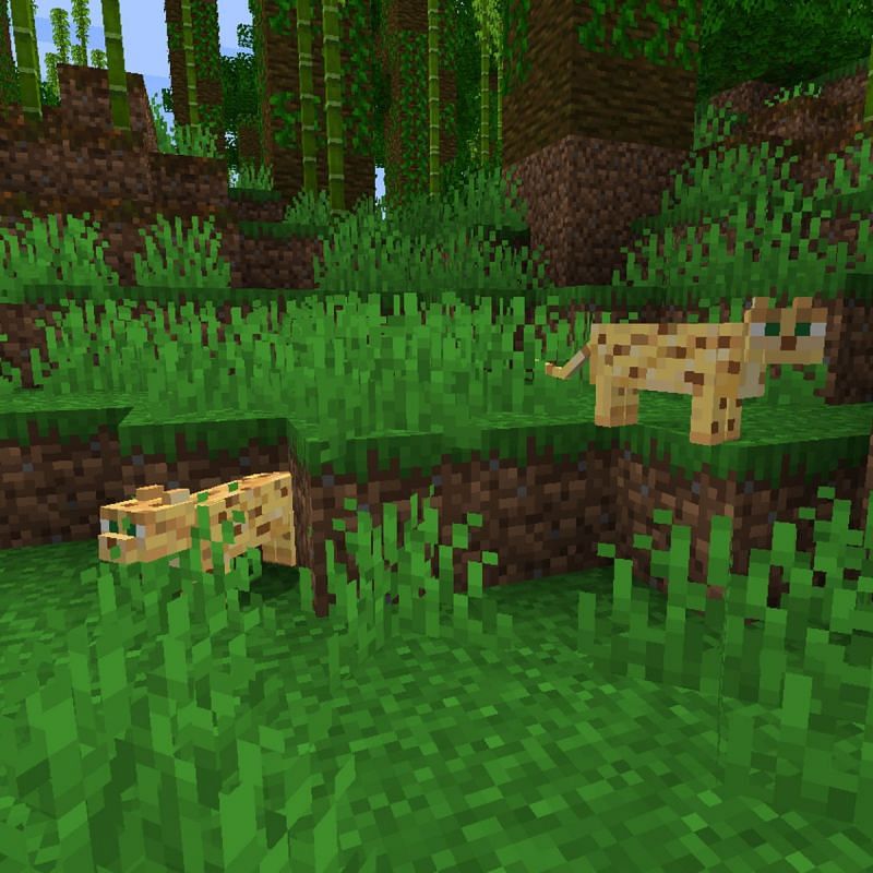 Ocelots in a jungle in Minecraft. (Image via minecraft.gamepedia.com)