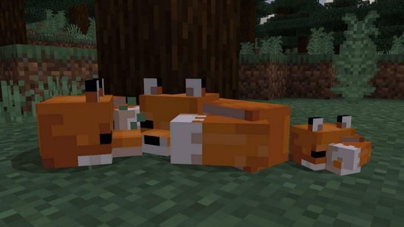 Minecraft foxes sleeping and sitting