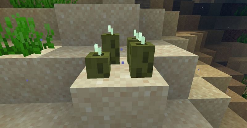 Four sea pickles on a single block in Minecraft. (Image via Minecraft)