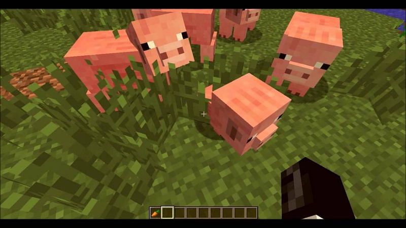 Pig breeding (Image via YouTube)