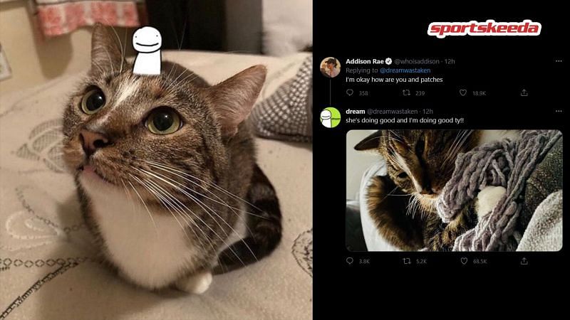 Dream and Addison Rae shared a wholesome exchange on her AMA featuring Dream&#039;s cat Patches (image via sportskeeda)