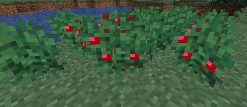 Shown: A large patch of Sweet Berries (Image via Minecraft)