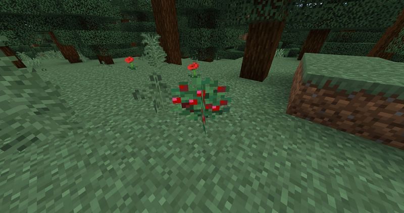 Sweet berries are a good food source (Image via Minecraft)
