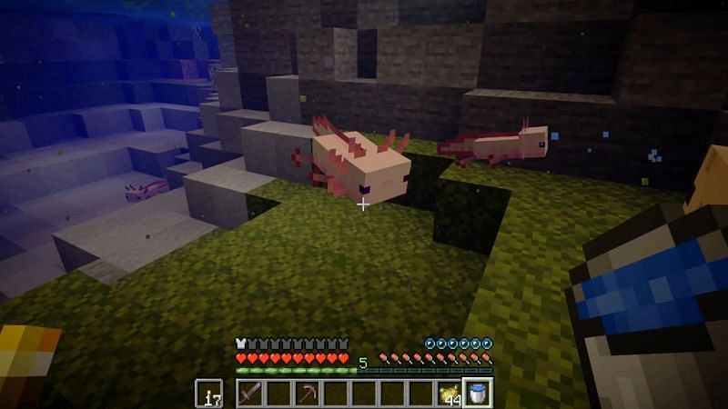 Axolotls, a new aquatic mob (Image via Mojang)