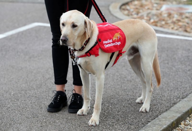 Storm is one of many breeds used to sniff out people who have COVID-10. NASCAR used them for the first time at Atlanta Motor Speedway. (Photo by Chris Jackson - WPA Pool/Getty Images)