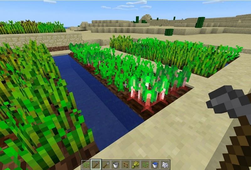 Beetroots can be found in multiple places in Minecraft (Image via Minecraft)