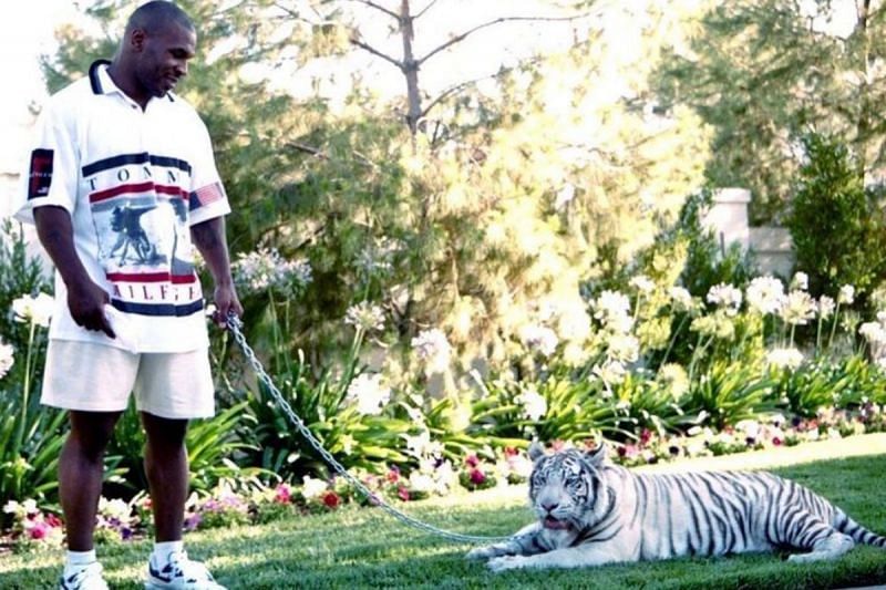 Mike Tyson with his pet tiger [Image credit: Mike Tyson&#039;s Instagram]