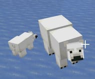 You will see this with an adult polar bear and a polar bear cub travelling together. 