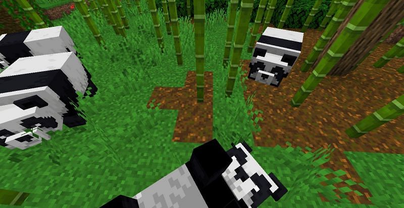 Pandas enjoying a beautiful sunny day (Image via Minecraft)