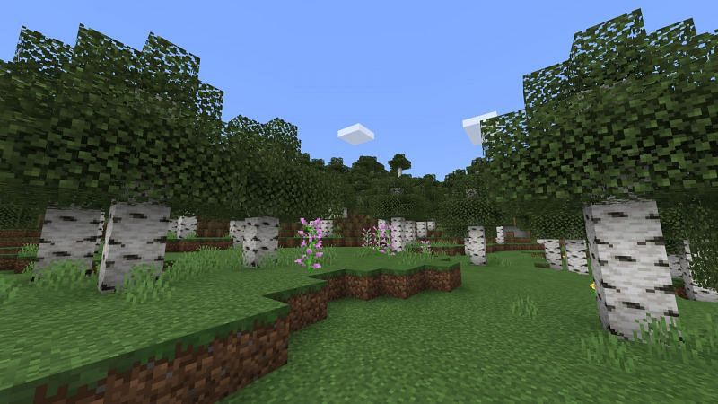 The Birch forest biome in Minecraft (Image via minecraft fandom)