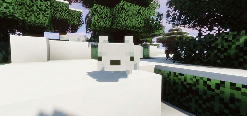 Find the other fox in this image (Image via Minecraft)