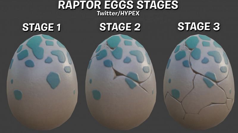 Raptor Egg Stages (Image via HYPEX Twitter)