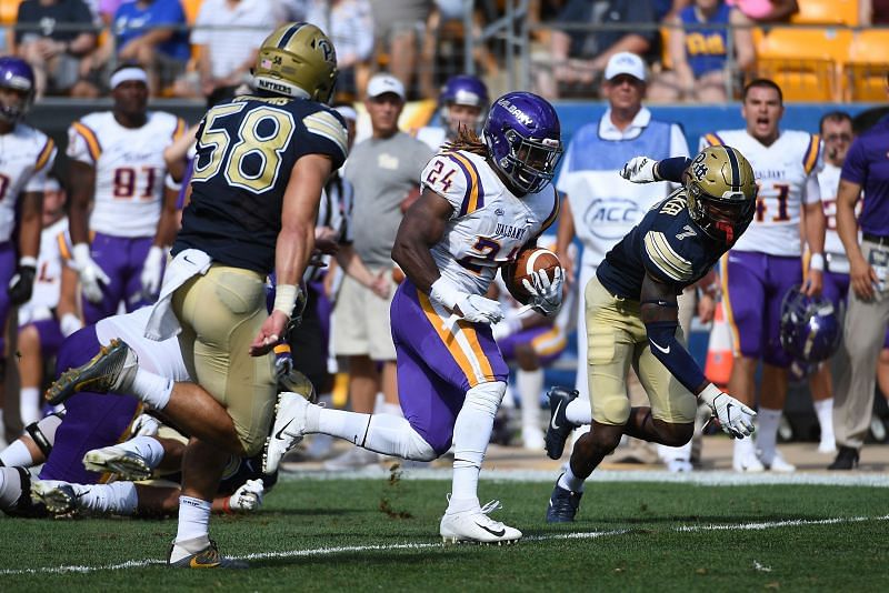 Albany Great Danes