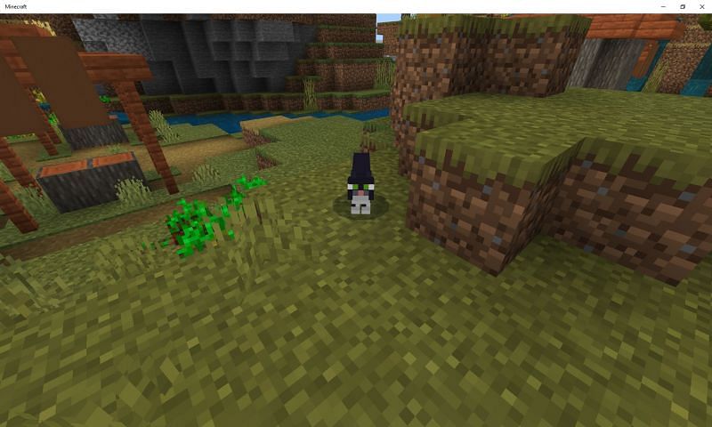 Where Can I Find Cats In Minecraft