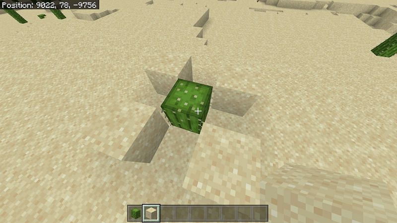 Cactus cannot be placed next to any other block. There has to be a space on each cardinal direction of a cactus.