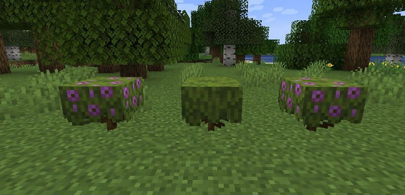 Shown: A group of Azalea and Flowering Azalea (Image via Minecraft)