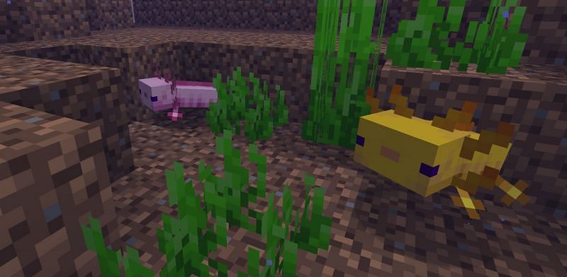 Shown: A pair of wiggly bois (Image via Minecraft)