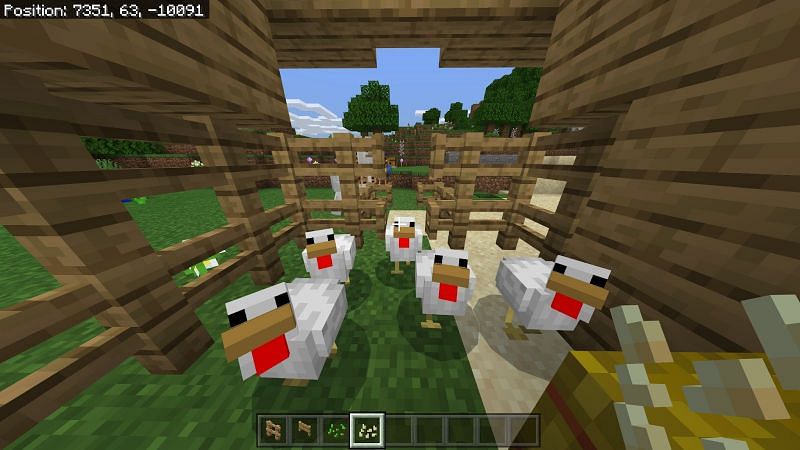 Walk your chicken back to the coop and your chicken farm is well on its way!