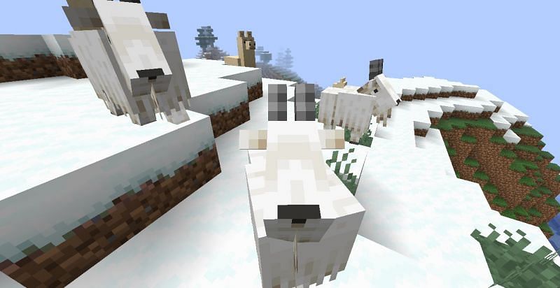 Goats will ram anything that moves (Image via Minecraft)
