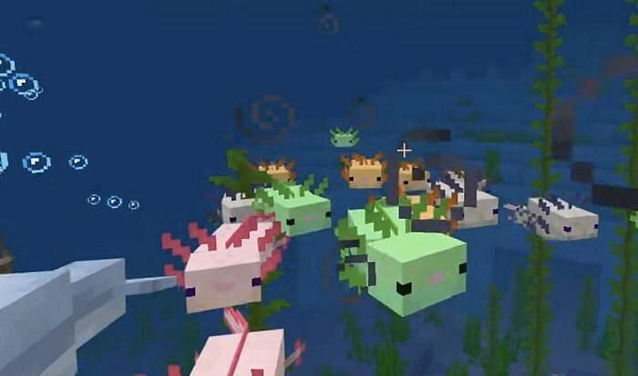 A group of cute axolotls (Image via Minecraft)