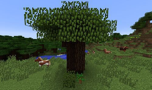 Dark oak tree forest (Image via minecraftpocketedition.wiki)