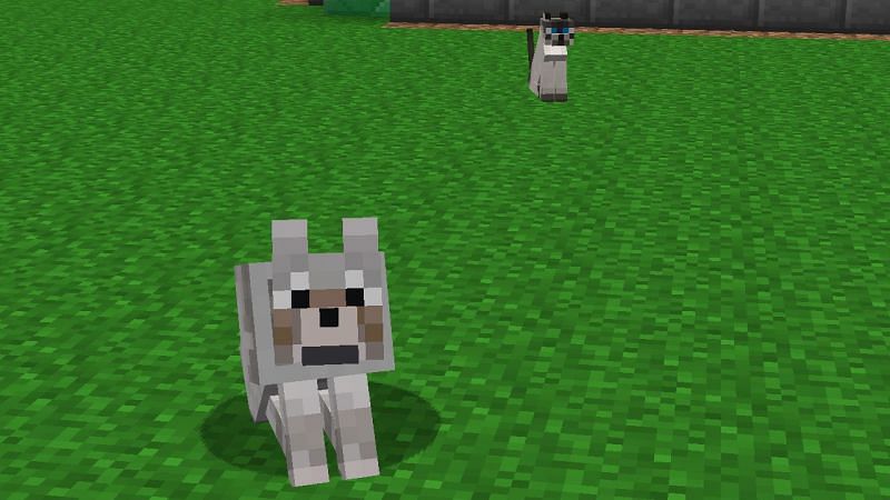 Players can easily change the color of their wolf&#039;s collar in Minecraft (Image via Reddit)