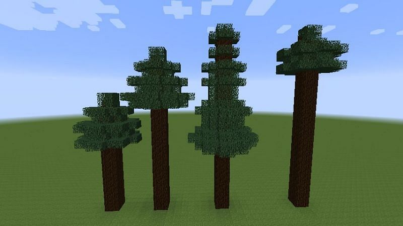 Spruce trees in Minecraft (Image via Minecraft.gamepedia)