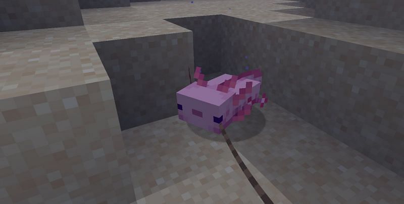 Shown: Taking an Axolotl for a walk (Image via Minecraft)