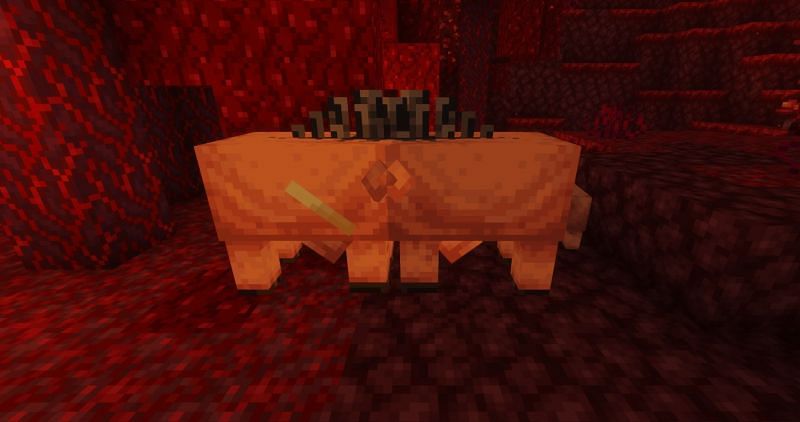 Shown: Two Hoglins mating by slamming their heads into each other (Image via Minecraft)