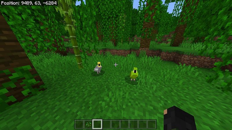 Spawning of Parrots in Minecraft