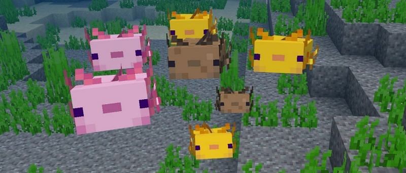 Minecraft&#039;s new but deadly mob, Axolotls (Image via Minecraft.net)