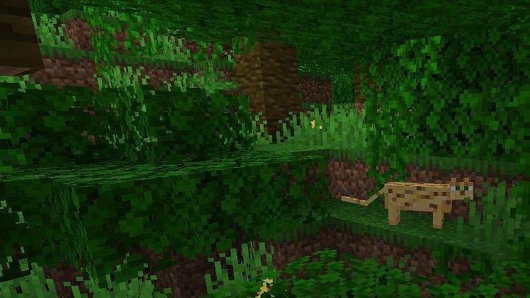 Bamboo can be found growing naturally in the jungle biome in Minecraft (Image via Minecraft)