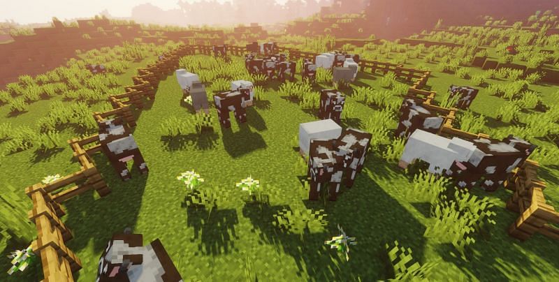 Shown: A large animal farm of Cows and Sheep (Image via Minecraft)
