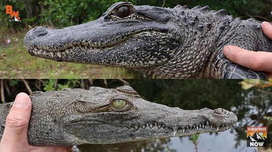 The American Alligator and American Crocodile