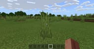  Wheat can not only be gained from it’s own crop, but it can mainly be found in grass blocks which can be easily broken with a well placed punch. 