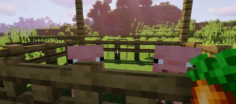 Shown: Two pigs anxiously eyeing a carrot (Image via Minecraft)