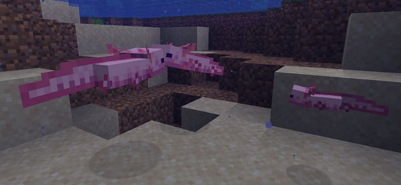 Axolotl In Minecraft Everything Players Need To Know Highland County